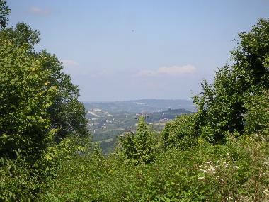 View from the garden