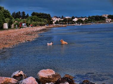 Holiday House in Biograd na moru (Zadarska) or holiday homes and vacation rentals