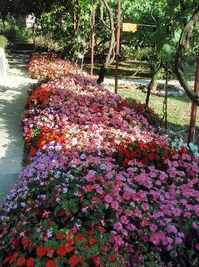 Holiday House in Biograd na moru (Zadarska) or holiday homes and vacation rentals