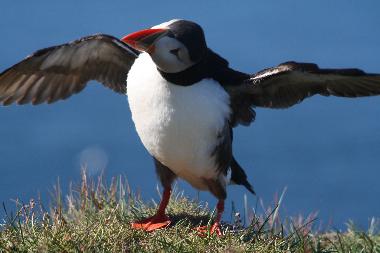 Happy puffin