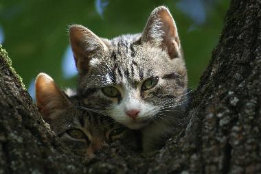 Holiday Apartment in saint etienne de serres (Ard�che) or holiday homes and vacation rentals