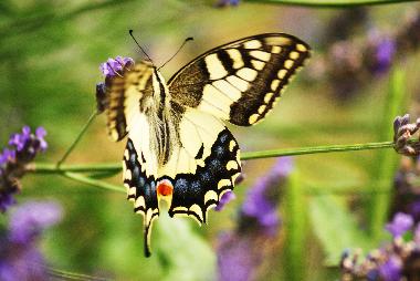 Holiday Apartment in saint etienne de serres (Ard�che) or holiday homes and vacation rentals