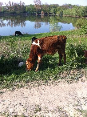 Holiday House in Ivancea (Orhei) or holiday homes and vacation rentals