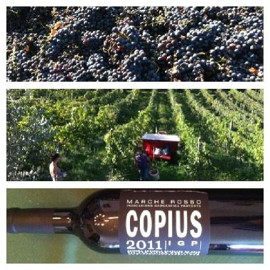 Our own vinyards and wine