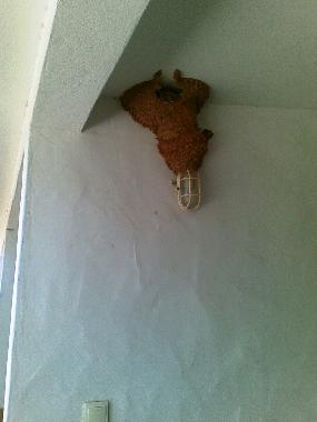 Holiday Apartment in Lagos (Algarve) or holiday homes and vacation rentals