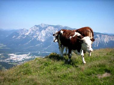 Holiday House in N�tsch (Oberk�rnten) or holiday homes and vacation rentals