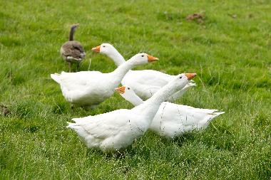 Holiday Apartment in Oersberg (Ostsee-Festland) or holiday homes and vacation rentals