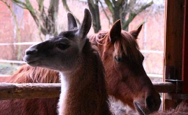 Holiday Apartment in Oersberg (Ostsee-Festland) or holiday homes and vacation rentals