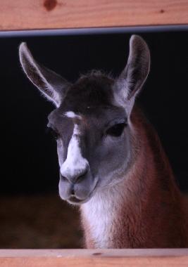 Holiday Apartment in Oersberg (Ostsee-Festland) or holiday homes and vacation rentals