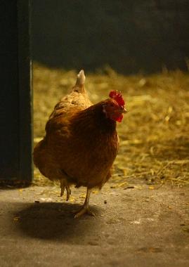 Holiday Apartment in Oersberg (Ostsee-Festland) or holiday homes and vacation rentals