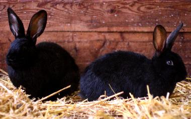 Holiday Apartment in Oersberg (Ostsee-Festland) or holiday homes and vacation rentals