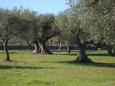 Holiday House in Castellana Grotte (Bari) or holiday homes and vacation rentals