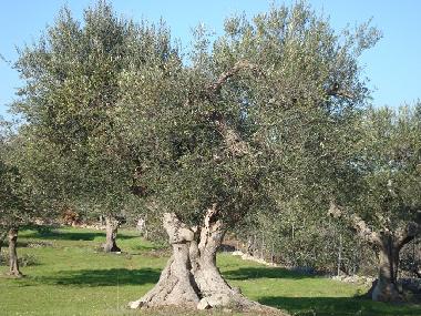 Holiday House in Castellana Grotte (Bari) or holiday homes and vacation rentals