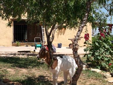 Holiday Apartment in Benicarl (Castelln / Castell) or holiday homes and vacation rentals