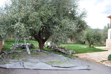 Olive tree in the garden