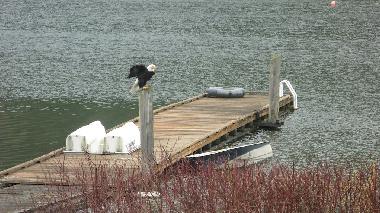 Bald American Eagle on the dock
