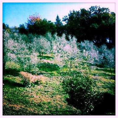 Villa in Terni (Terni) or holiday homes and vacation rentals