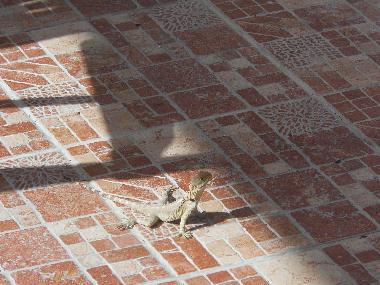 Holiday House in Statos Agios Fotios (Paphos) or holiday homes and vacation rentals