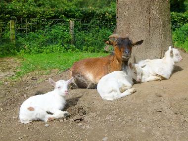 Bed and Breakfast in Eslohe-Wenholthausen (Sauerland) or holiday homes and vacation rentals