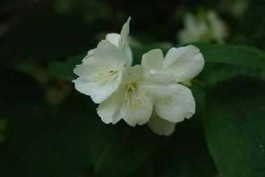 Flowers in the garden