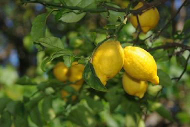 Lemon trees in the garden