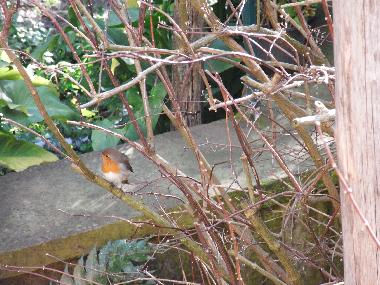A bird guest