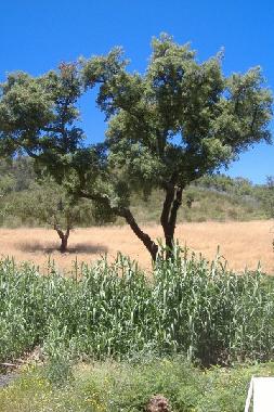Holiday House in So Luis (Alentejo Litoral) or holiday homes and vacation rentals