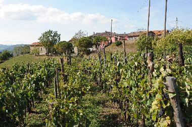 Vineyard in front of the house