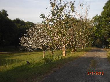 Holiday Apartment in chakphong (Rayong) or holiday homes and vacation rentals
