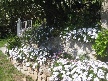 Holiday Apartment in Pomonte (Livorno) or holiday homes and vacation rentals