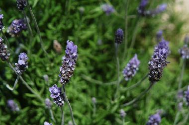 lavender in the garden