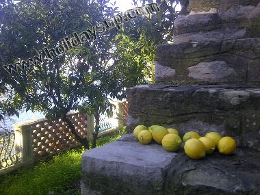 garden with lemon trees