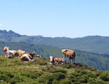 Holiday Apartment in Wildschnau (Tiroler Unterland) or holiday homes and vacation rentals