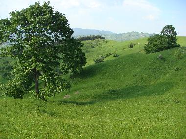 Chalet in Minzalesti (Buzau) or holiday homes and vacation rentals