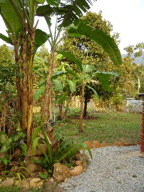enjoy the garden and organic fruits 
