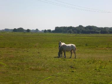 Holiday House in Grambin (Vorpommern) or holiday homes and vacation rentals