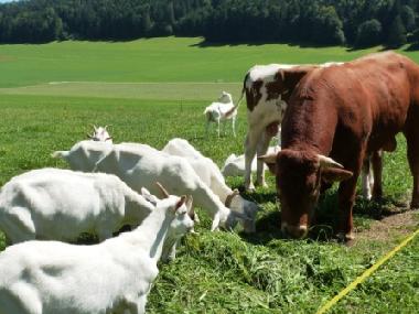 Chalet in Lajoux (La Chaux-de-Fonds) or holiday homes and vacation rentals