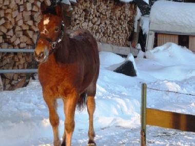 Chalet in Lajoux (La Chaux-de-Fonds) or holiday homes and vacation rentals