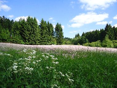 Holiday Apartment in Clausthal-Zellerfeld (Harz) or holiday homes and vacation rentals