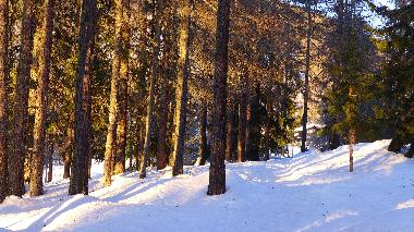 Holiday House in Bellwald (Goms) or holiday homes and vacation rentals