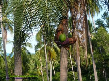 Villa in Koh Samui (Surat Thani) or holiday homes and vacation rentals