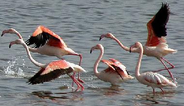 Holiday Apartment in Pula (Cagliari) or holiday homes and vacation rentals