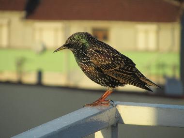 Holiday Apartment in �sk�dar/Istanbul (Istanbul) or holiday homes and vacation rentals