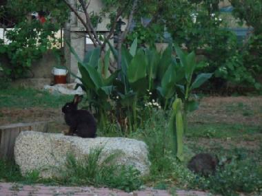 Holiday House in Soverato (Catanzaro) or holiday homes and vacation rentals