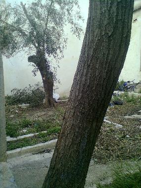 yard garden at basement 