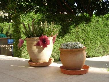 Holiday Apartment in Kissonerga (Paphos) or holiday homes and vacation rentals