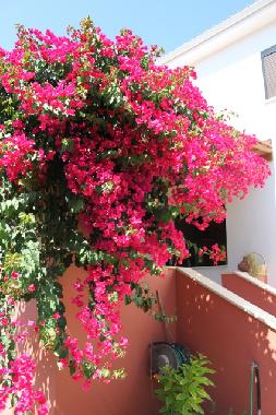 Holiday Apartment in Kissonerga (Paphos) or holiday homes and vacation rentals