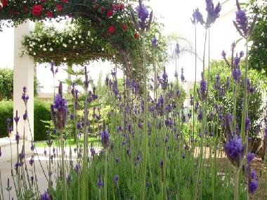 Holiday Apartment in Kissonerga (Paphos) or holiday homes and vacation rentals