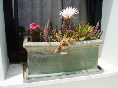 Holiday Apartment in Kissonerga (Paphos) or holiday homes and vacation rentals