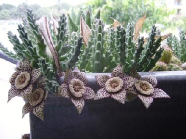 Holiday Apartment in Kissonerga (Paphos) or holiday homes and vacation rentals